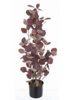 Roślina Dekoracyjna