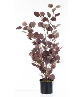 Roślina Dekoracyjna