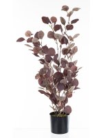 Roślina Dekoracyjna