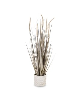 Roślina Dekoracyjna