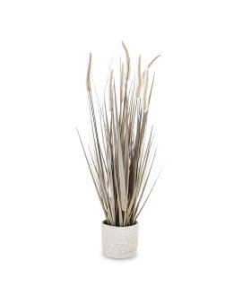 Roślina Dekoracyjna