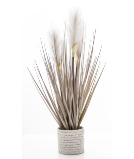 Roślina Dekoracyjna