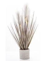 Roślina Dekoracyjna