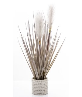 Roślina Dekoracyjna