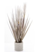 Roślina Dekoracyjna