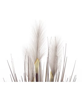 Roślina Dekoracyjna