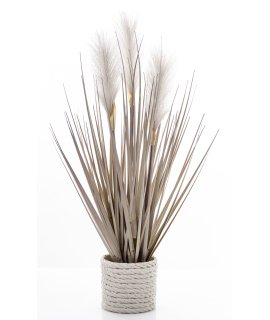 Roślina Dekoracyjna