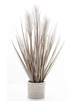 Roślina Dekoracyjna