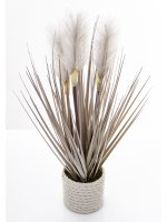 Roślina Dekoracyjna