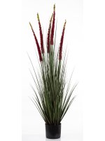 Roślina Dekoracyjna