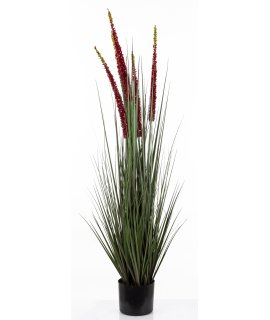 Roślina Dekoracyjna