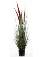 Roślina Dekoracyjna