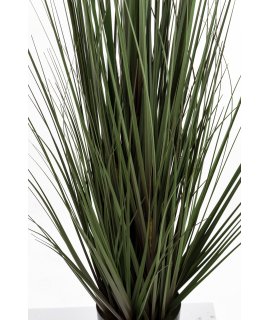 Roślina Dekoracyjna