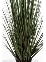 Roślina Dekoracyjna