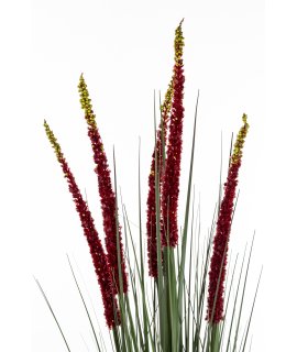 Roślina Dekoracyjna