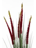 Roślina Dekoracyjna