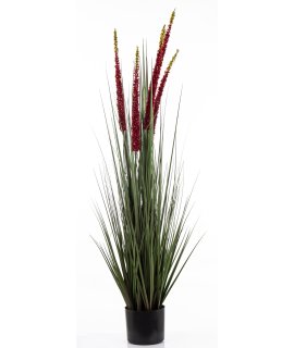 Roślina Dekoracyjna