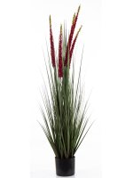 Roślina Dekoracyjna