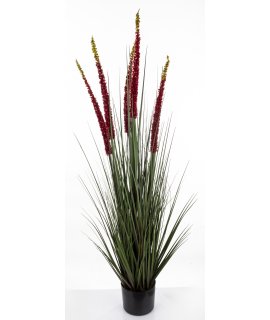 Roślina Dekoracyjna