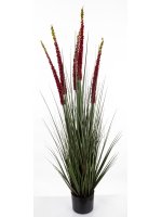 Roślina Dekoracyjna