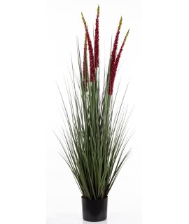 Roślina Dekoracyjna