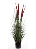 Roślina Dekoracyjna