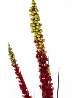 Roślina Dekoracyjna