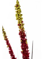 Roślina Dekoracyjna