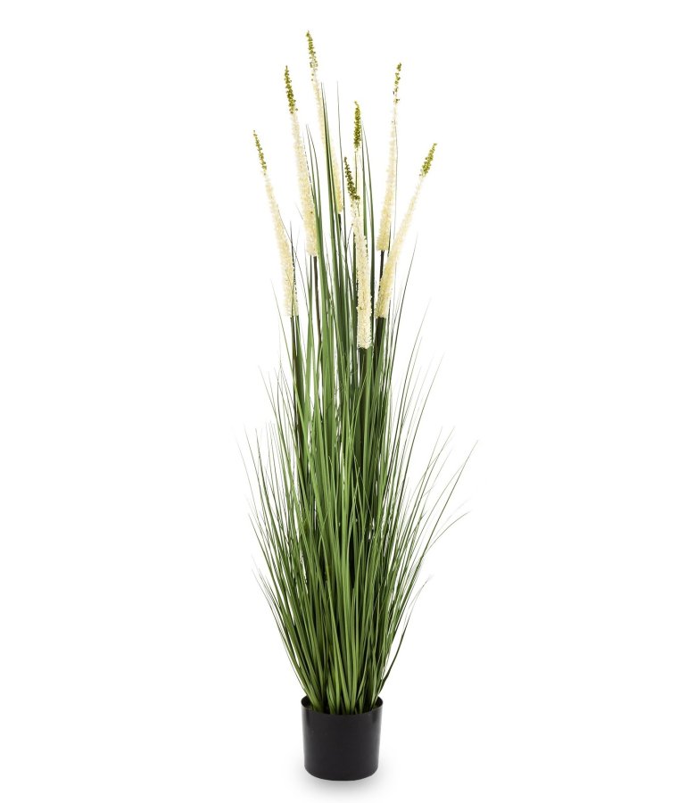 Roślina Dekoracyjna