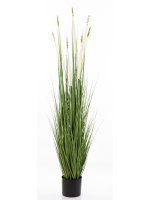 Roślina Dekoracyjna