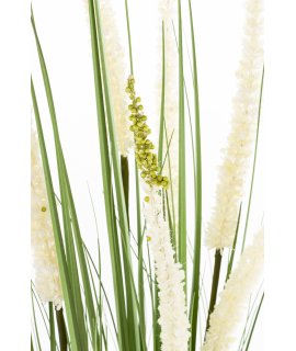 Roślina Dekoracyjna