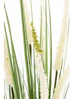 Roślina Dekoracyjna