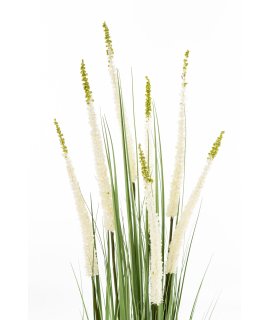 Roślina Dekoracyjna