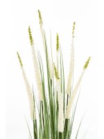 Roślina Dekoracyjna