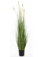 Roślina Dekoracyjna