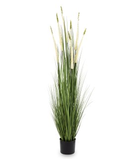 Roślina Dekoracyjna