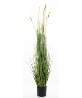 Roślina Dekoracyjna