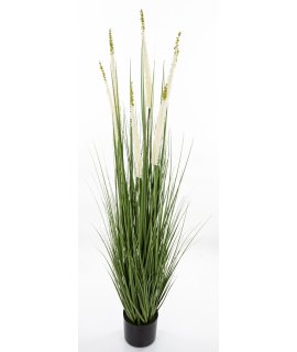 Roślina Dekoracyjna