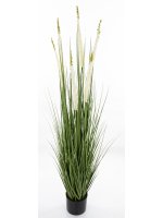 Roślina Dekoracyjna