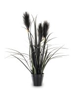 Roślina Dekoracyjna