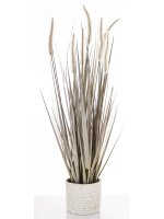 Roślina Dekoracyjna