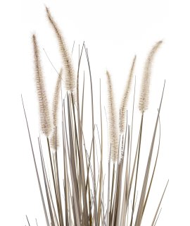 Roślina Dekoracyjna