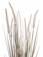 Roślina Dekoracyjna