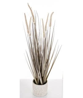 Roślina Dekoracyjna