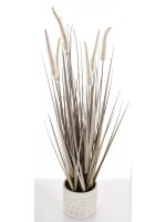 Roślina Dekoracyjna