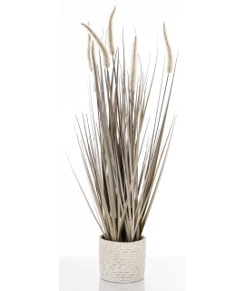 Roślina Dekoracyjna