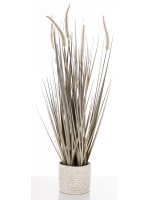 Roślina Dekoracyjna