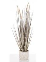 Roślina Dekoracyjna