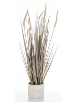 Roślina Dekoracyjna