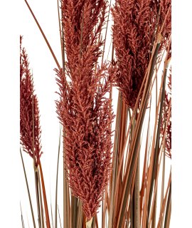 Roślina Dekoracyjna